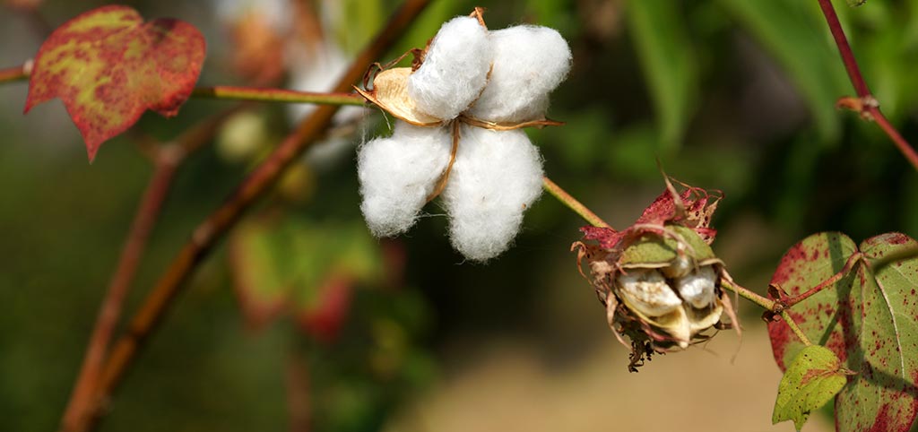 Aus dieser Blüte wird unser wunderschönes Baumwollpapier.